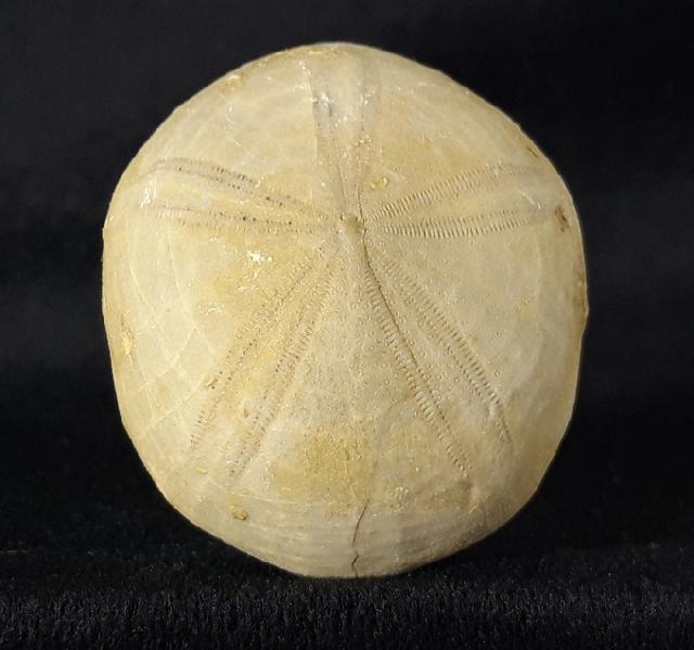 Conoclypeus vilanovae (COTTEAU 1890) - Bild &copy; FossNet FossilienStore